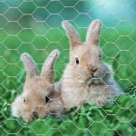 Chicken Cage Coop Fence Wire Mesh Rolls Hexagonal Wire Mesh Netting