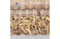 China 1500KG/H Root Vegetable Washing And Peeling Machine For Restaurant supplier