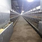 Q235 HDG Broiler Equipment H Type 1.0mm Meat Chicken Cage for sale