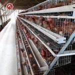 Layer Farming Equipment Battery Automatic Poultry Cages System for Kenya Farms for sale