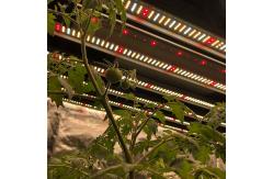 China 320watt Horticulture LED Grow Light 3000K 3500K Full Spectrum Samsung LM301H supplier