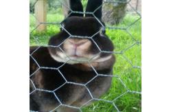 China BWG18-22 Hexagonal Wire Mesh Reverse Twist Rabbit Wire Mesh supplier