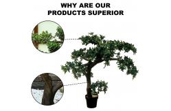 China Potted Pine Tree for Home Decoration supplier