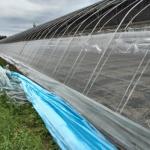 White And Green Garden Netting 40mesh 50mesh For Plant Protection