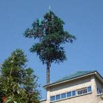 Pine Tree Camouflaged Steel Monopole Tower For Telecommunication for sale