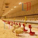 Automatic Prefab Steel Structure Chicken House Q235 Q345 Steel Frame Shed House for sale