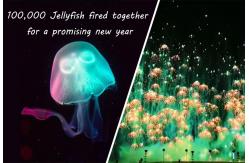 China New Year Toy Firework Jellyfish Consumer Novelty Fireworks Skyshots Pyrotechnic supplier
