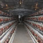 Automatic Layer Cage Poultry Farming A Type Egg Layer Chicken Battery Cage for sale
