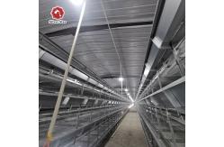 China Broilers 4 Tiers 45 Days Chicken Cage Automatic Manure Removal System supplier