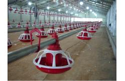 China Automatic Feeding System For Poultry Chicken Feeding Line 10 Liters Capacity supplier