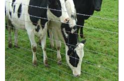 China Galvanized Livestock Prevent Hinge Joint Page Wire Farm Field Fence supplier