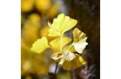 China Nearly Natural Finished Artificial Ginkgo Tree 10 Foot Green Plant Plastic Nursery supplier