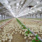 Cheap Construction Steel Structure Building Poultry Farm Chicken House for sale