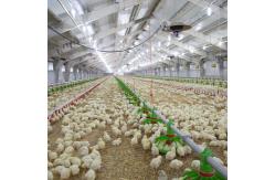 China Cheap Construction Steel Structure Building Poultry Farm Chicken House supplier