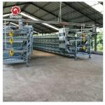 3-9 Floor Farm Battery Chicken Cage With Automatic System for sale