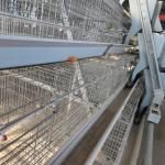 2024 Q235 A-Type Automatic Chicken Coops Layer Battery Cage System For Capacity Poultry Farms for sale
