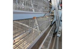 China Hot Galvanized Poultry Farming Equipment Automated Layer Chicken Broiler Chicken Farming Cage supplier