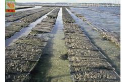 China Heavy Duty Extruded Aquaculture Netting Oyster Mesh HDPE Materials 1m  X  25m supplier