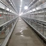 Big Size 85*62.5*50 Cm Broiler Chicken Cage Baby Chick Used for sale