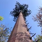 30m/S Coconut Tree Camouflage Cell Tower For Outdoor for sale