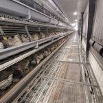 54-384 Birds/Set Layer Bird Cage , SONCAP Battery System Of Poultry Farming for sale