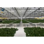 Greenhouse Hydroponic Vertical NFT Hydroponic System Soilless Vegetable Planting Troughs for sale