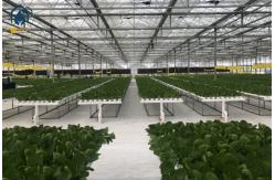 China Greenhouse Hydroponic Vertical NFT Hydroponic System Soilless Vegetable Planting Troughs supplier