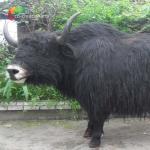 Customized Lifelike Animatronics Robotic Animal Wild Yak Replications For Exhibition for sale