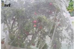 China Plastic Anti Hail Net White Hail Screen For Gardens And Fruits supplier