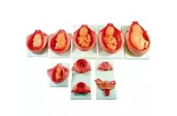 China PVC Fetus Uterus Human Anatomical Teaching Models For Practice Teaching supplier