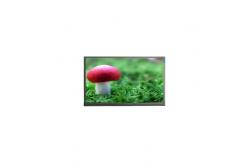 China Original 1200*1920 8.0 inch P080LDN-DB2 60Hz LCD Panel supplier