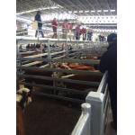Heavy Duty 30pcs Bundle Heavy Duty Portable Corral Panels For Cattle & Gate for Au for sale