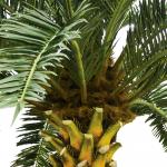 Big Tropical Artificial Date Palm Tree No Nursing Highly Simulated Plants Outdoor Decor for sale