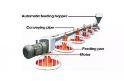 China Raising Chicken Feeding Line Steel PP Poultry Pan Feeding System supplier