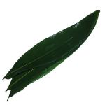 Vacuum Packed 23cm Fresh Bamboo Leaves For Rice Dumplings for sale