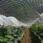 2.5cm Anti Bird Net For Fruits And Vegetables Protection