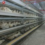 Coop Broiler Battery Chicken Cage Automatic Poultry Farm H Type 3 Tiers 4 Tiers for sale