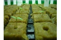 China Hydroponic Rockwool Grow Cubes supplier