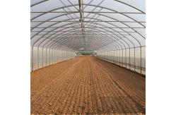 China High Tunnel Plastic Film Single-Span Greenhouse Poly Tunnel 8m For Vegetable supplier
