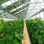 Galvanized Anodized Solar PV Greenhouse With Shading System for sale