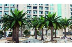 China Supplier Height 500cm Artificial Date Palm Tree High Quality Outdoor Tropical Tree supplier