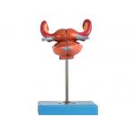 Anatomical Uterus Model With Bladder Uterus Vaginal Ureter And Ovary for sale