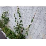 High Tech Wire Rope Plant Trellis , AISI316 2.0mm Ferruled Stainless Steel Trellis for sale