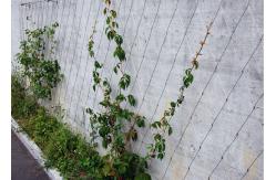 China Architecture Plant Trellis Wire Rope Mesh 3.0 Mm Dia supplier