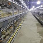 SONCAP Accredited 380V 50HZ Automatic Broiler Equipment For Chicken House for sale