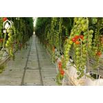 Modern Multispan Greenhouse Flower Growing With Automatic Control System