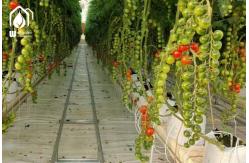 China Modern Multispan Greenhouse Flower Growing With Automatic Control System supplier