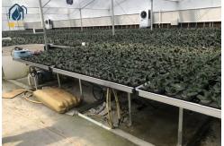 China Agricultural Seedling Plastic Nursery Tray Rolling Bench Mesh Mobile Tables Grow Tray supplier