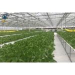 NFT Hydroponic PVC Growing Pipes System For High Yield Lettuce Cultivation