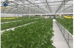 China NFT Hydroponic PVC Growing Pipes System For High Yield Lettuce Cultivation supplier